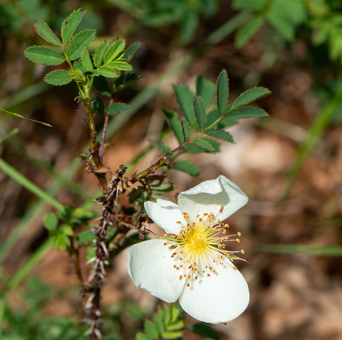 Bl&uuml;te, Bl&auml;tter